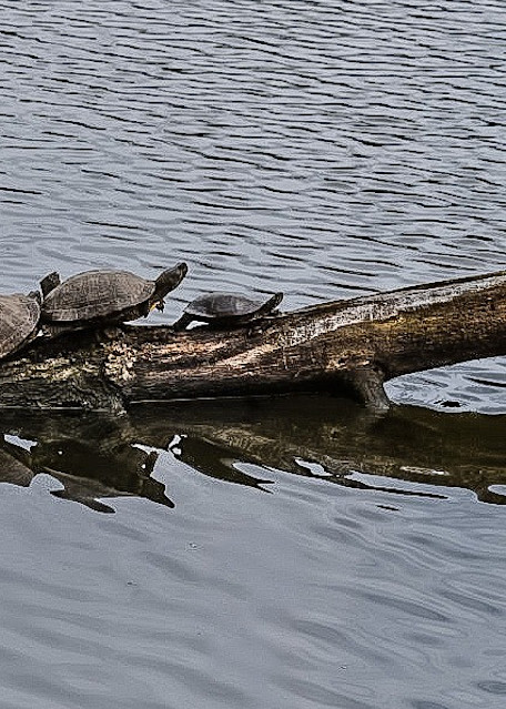 Turtles Photography Art | Fire Sign Creations, LLC