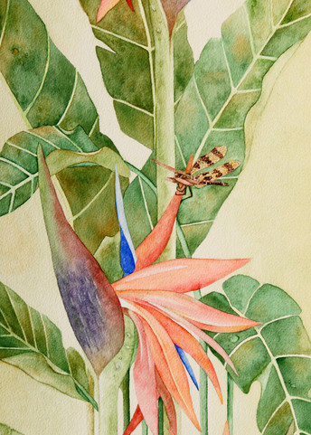 Print from a watercolor painting by artist Sandra Galloway of an orange bird of paradise plant with a dragonfly among the blossoms. Printed on gallery-wrapped canvas.