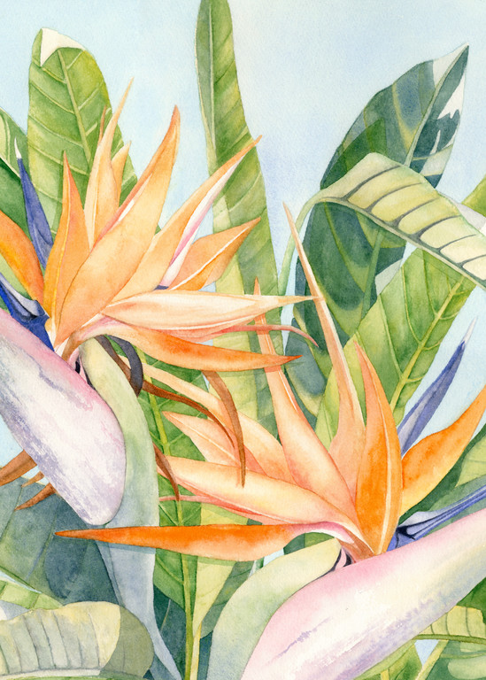 Print from a watercolor painting by artist Sandra Galloway of an orange bird of paradise viewing from up-close. Printed on gallery-wrapped canvas.
