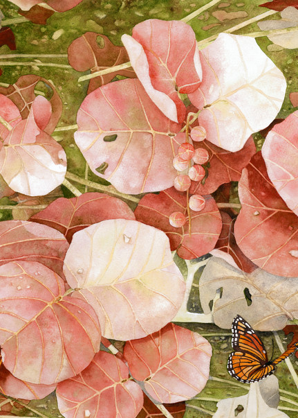 Print from a watercolor painting by artist Sandra Galloway of Coral-colored sea grapes attracting Monarch butterflies. Printed on gallery-wrapped canvas. 