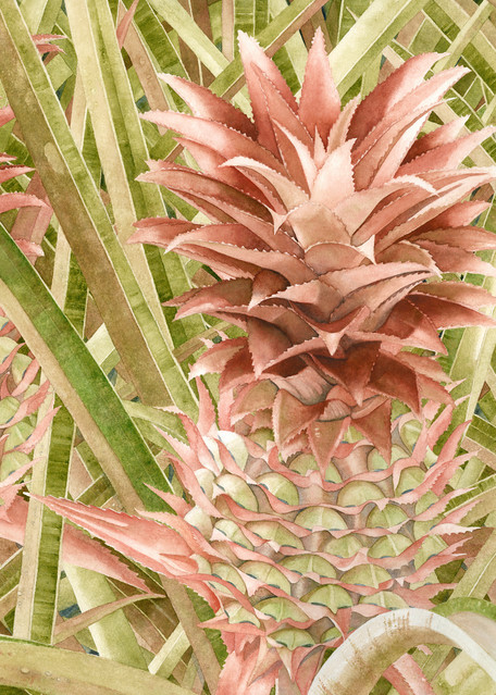 Print from a watercolor painting by artist Sandra Galloway of three coral-colored pineapple plants.  Printed on gallery-wrapped canvas.