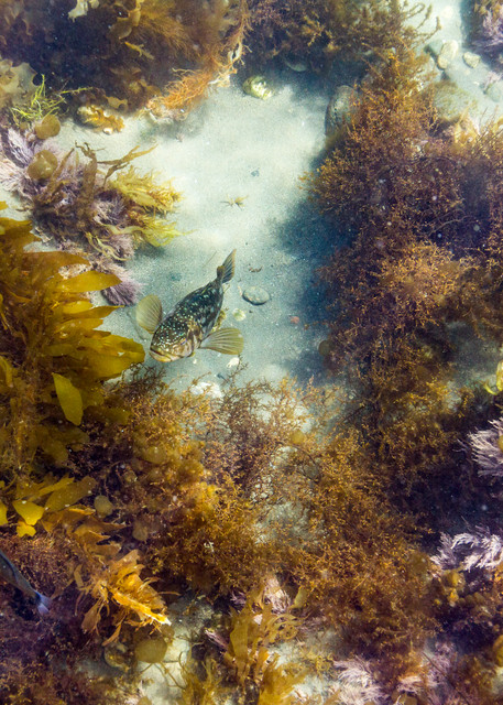 Kelp Bass On Sea Floor Photograph For Sale As Fine Art