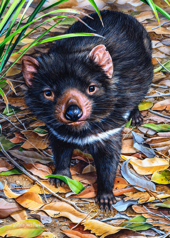 Hopeful Eyes - Tasmanian Devil Natalie | Jane Parker | Australian Native  Wildlife