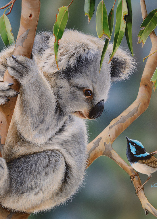 Koala Bear, Art Print of Acrylic Painting