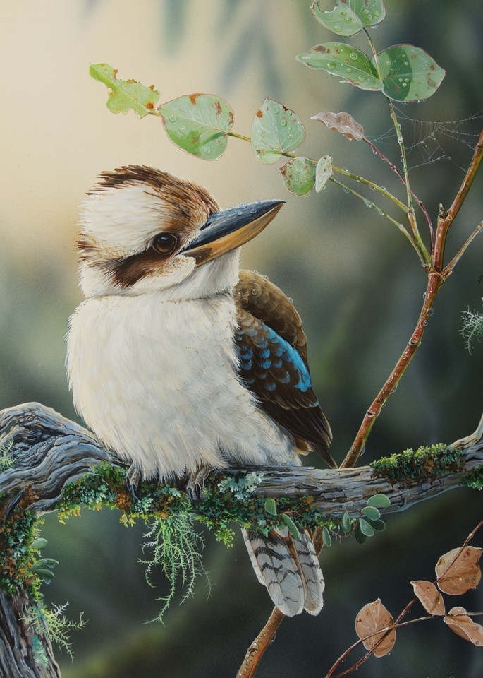 Kookaburra habitat image