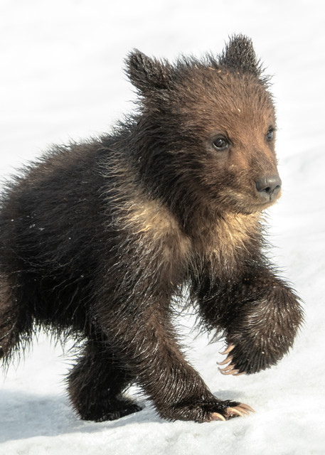 Grizzly Cub in Snow