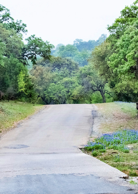 Windy Country Road with Pretty Bluebonnets