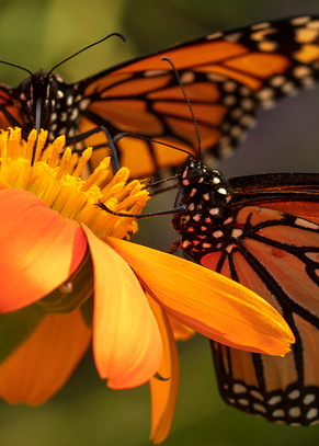 Monarch Butterfly On Zinnia Photograph 6239 Panorama | Butterfly Photography | Koral Martin Fine Art Photography