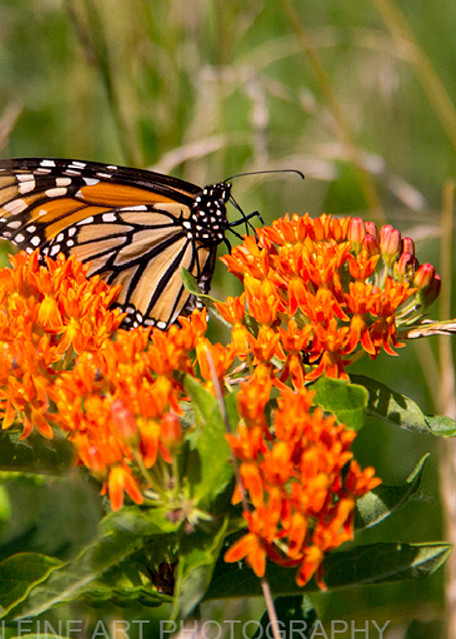 monarch butterfly Milkweed Photograph 5148 C | Butterfly Photography | Koral Martin Fine Art Photography