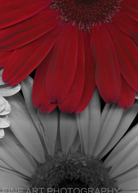 Blazing Daisy  | Flower Photography | Koral Martin Fine Art Photography