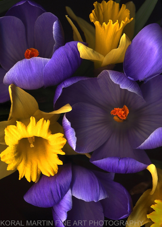 Daffodil Crocus  | Flower Photography | Koral Martin Fine Art Photography