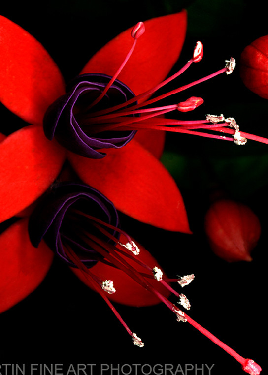 Fuchsia  | Flower Photography | Koral Martin Fine Art Photography