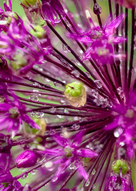 Allium Layers  | Flower Photography | Koral Martin Fine Art Photography