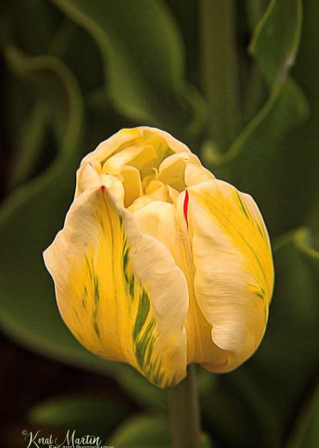 Cream yellow tulip Photograph 0255L  | Flower Photography | Koral Martin Fine Art Photography