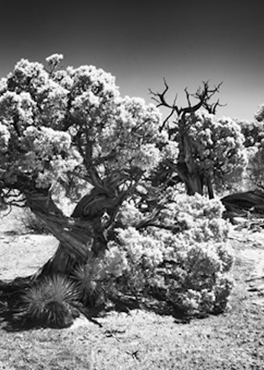 Infrared Canyonlands Tree Photograph 566  | Infrared Photography | Koral Martin Fine Art Photography