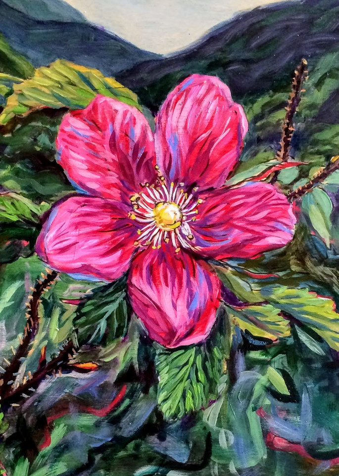 Alaska Wildest Rose wildflower art print by Amanda Faith Thompson
