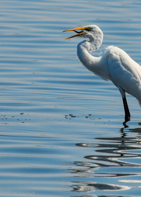 Egret with Fish in Mouth Photograph 0818 C  | Tennessee Photography | Koral Martin Fine Art Photography