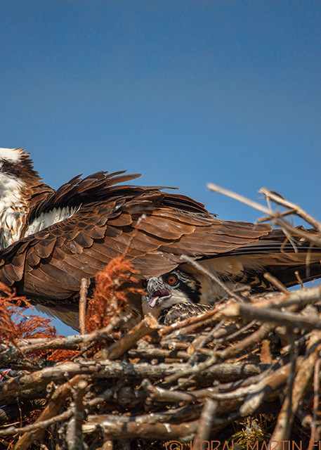 osprey baby