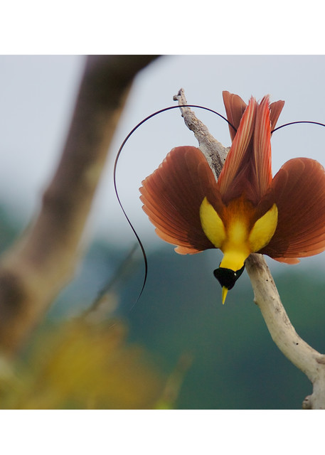 Red Bird-of-Paradise in the shape of a heart.