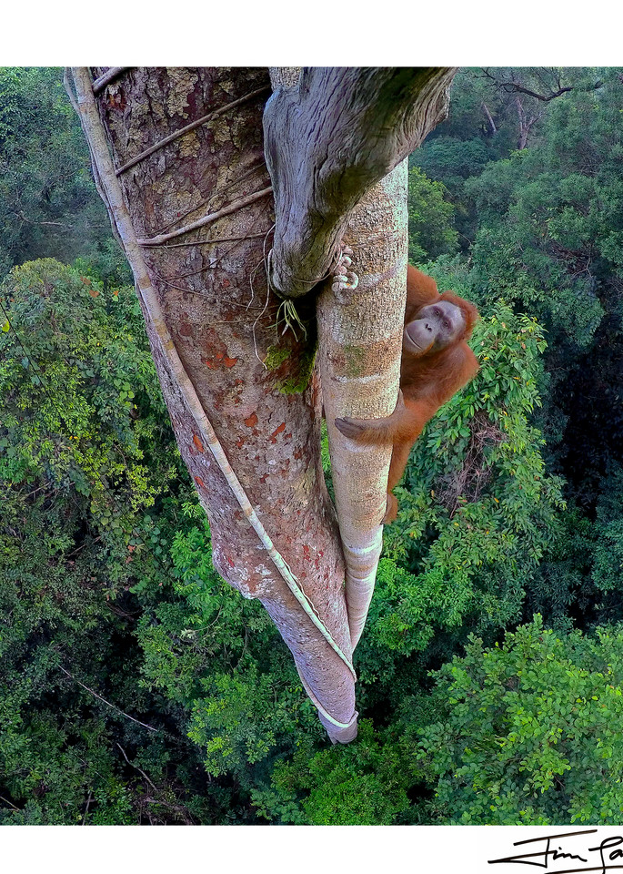 Photograph of an orangutan climbing tree.