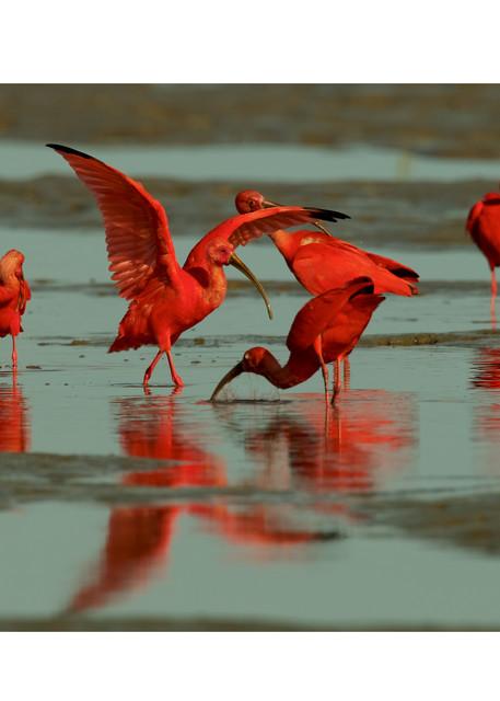A group of Scarlet Ibises (Eudocimus ruber) foraging.