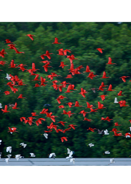 Scarlet ibises and snowy egrets flying out from their mangrove roosting trees before sunrise in the Caroni Swamp.