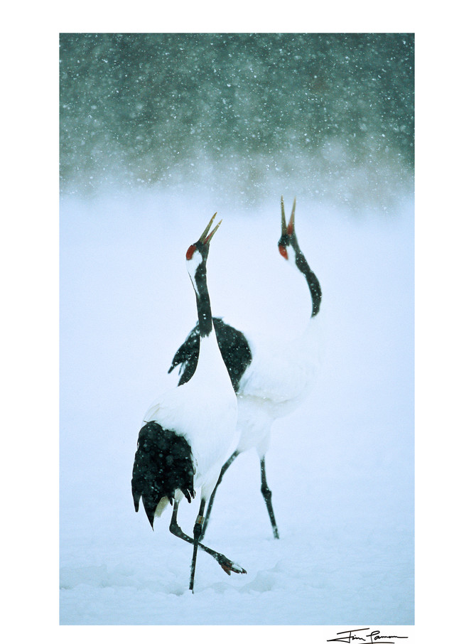 A pair of red-crowned cranes calling.