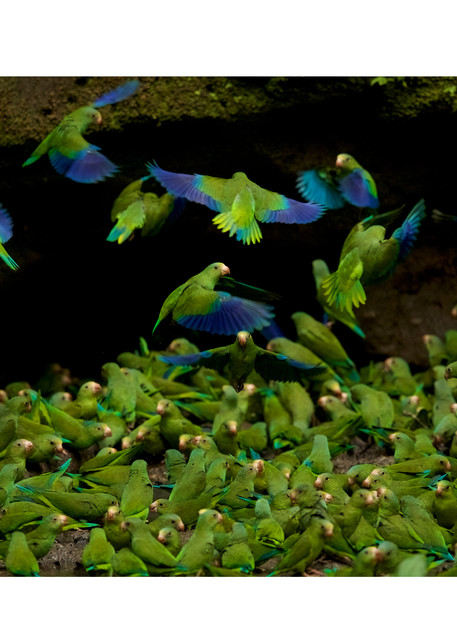 Cobalt-winged Parakeets (Brotogeris cyanoptera) feeding on clay at the clay lick east of Anangu and south of the Napo River.