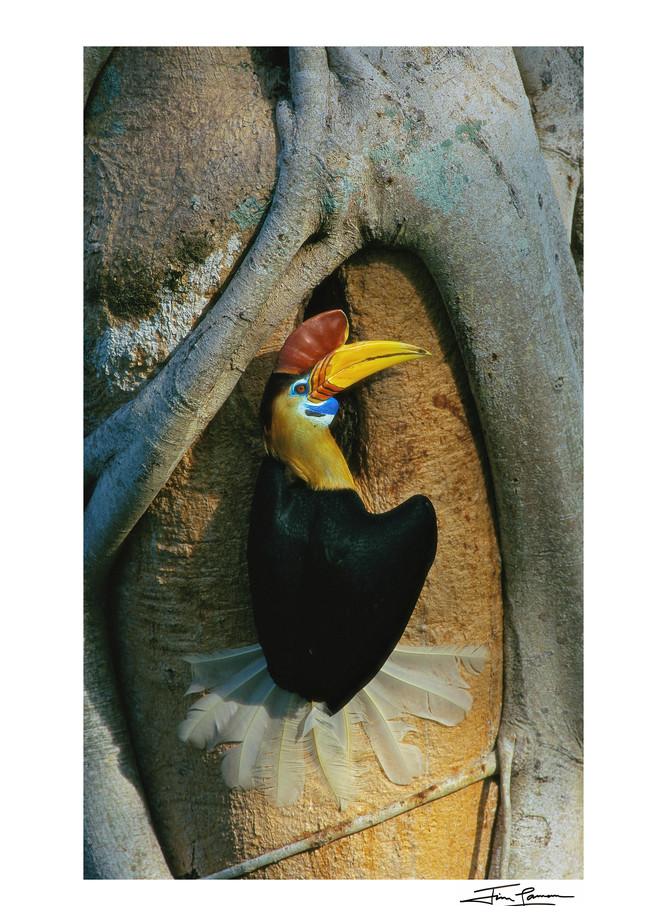 Red-knobbed Hornbill (Aceros cassidix) male at nest hole. 