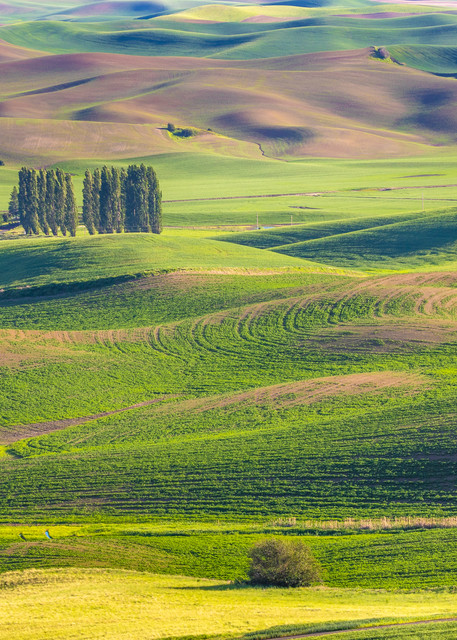 A picturesque farm on the Palouse in Eastern Washington.