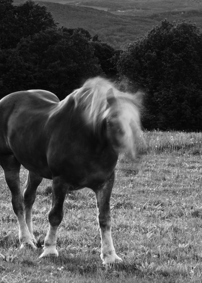 Horse Moves V Photography Art | Nathan Larson Photography