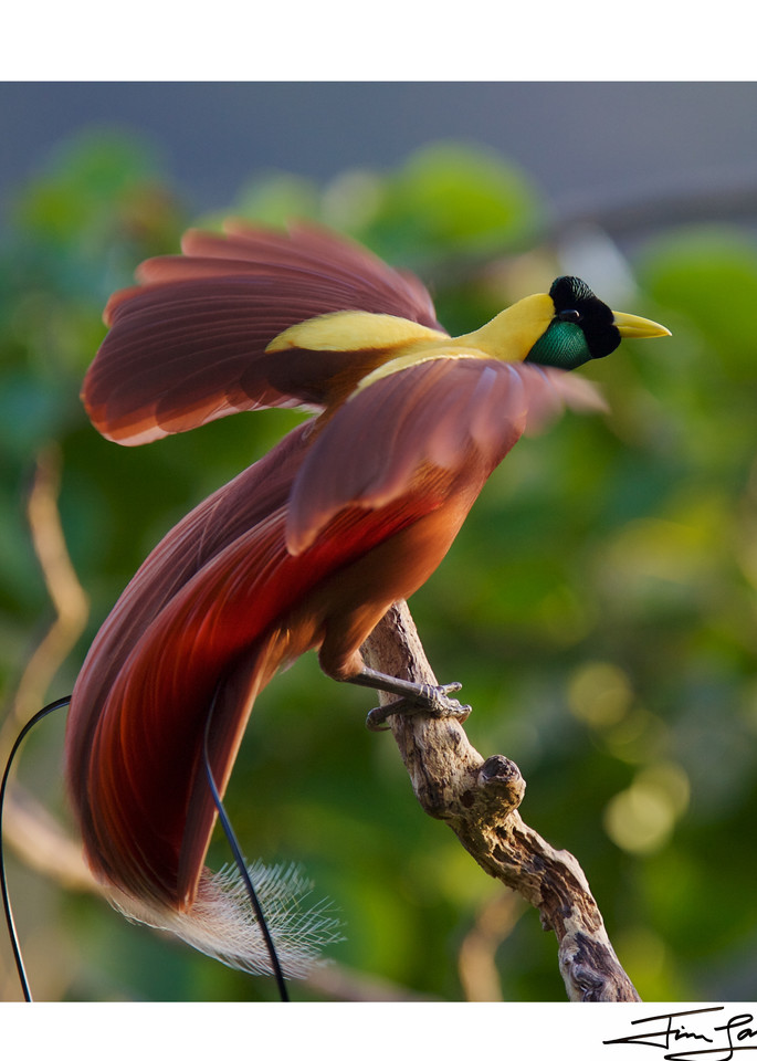 Square crop of the Red Bird-of-Paradise Sunrise Display.