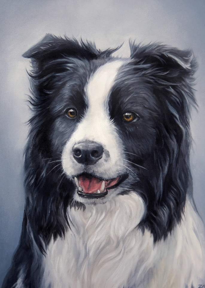 Prints Of Border Collie Painted Portrait In Oil