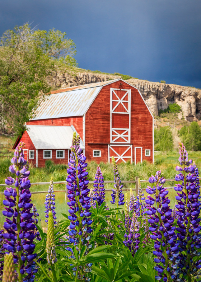 francis barn with lupine wildflowers