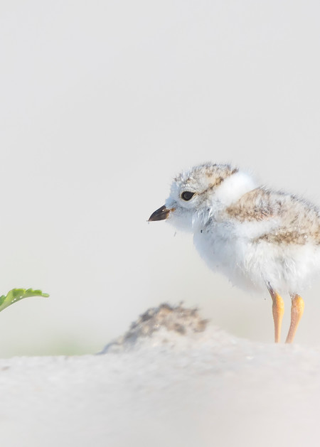 Cute Piping Plover Chick Fine Art Print