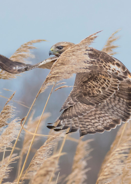 Red Tailed Hawk On The Hunt Art | Sarah E. Devlin Photography