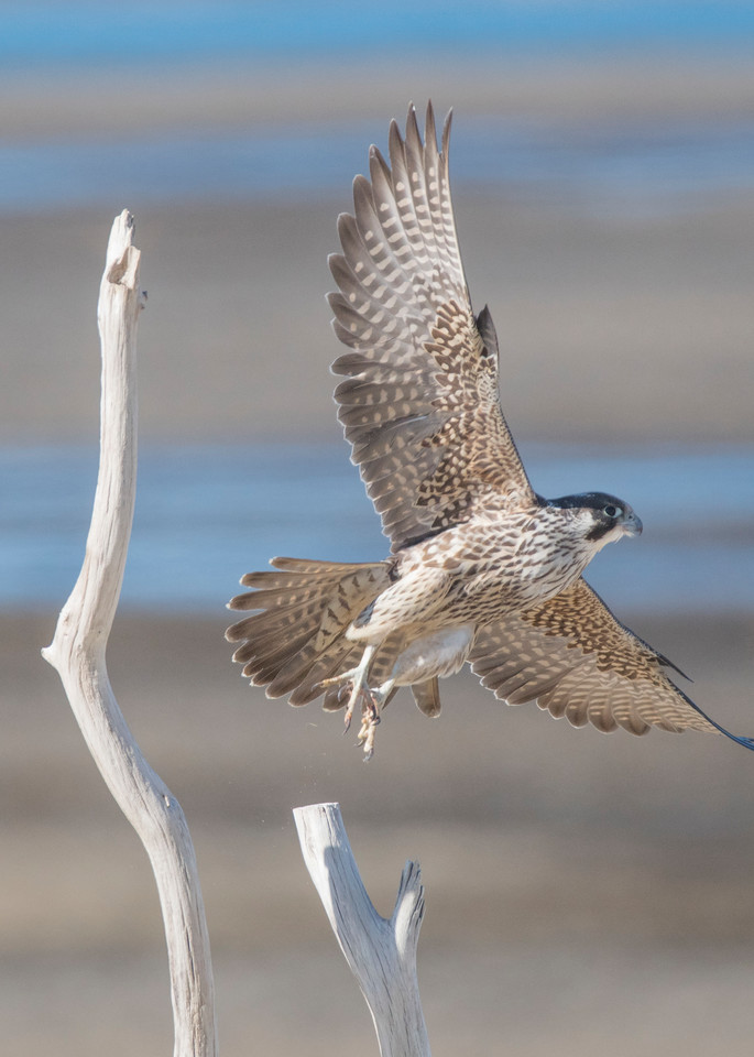 Flight Of The Falcon Art | Sarah E. Devlin Photography