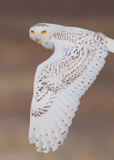 Snowy Owl In Flight Art | Sarah E. Devlin Photography