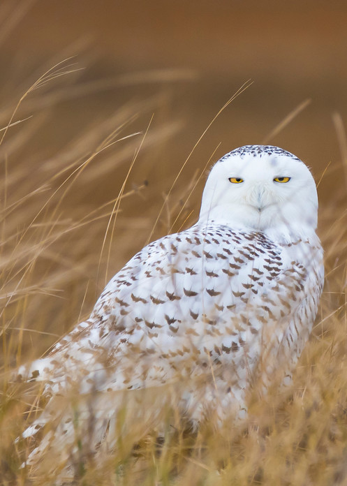 Snowy Owl In Marsh Art | Sarah E. Devlin Photography