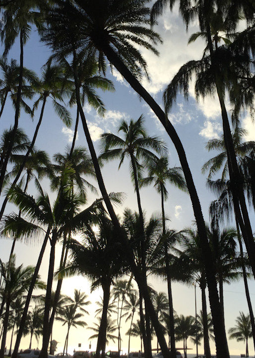 Kauai Palms Ii Photography Art | Brian Ross Photography