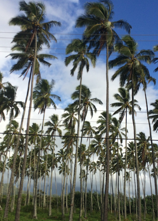 Kauai Palms Photography Art | Brian Ross Photography
