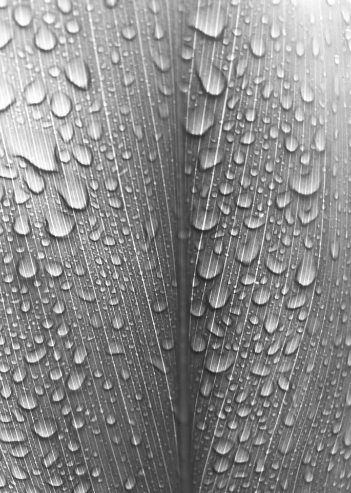 Vertical Leaf With Drops Photography Art | Brian Ross Photography