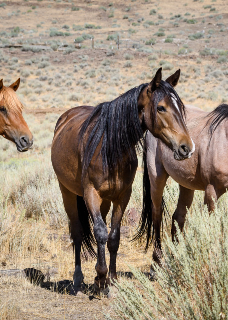 Three Wild Horses in the Desert