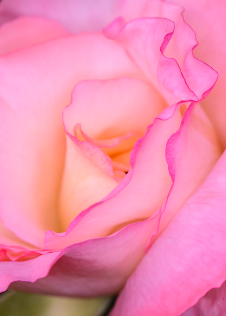 Ruffled Pink Rose Prints