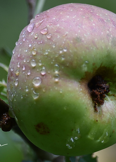 Morning Dew Collects on Apple | Shop Prints | Robert Shugarman Photography