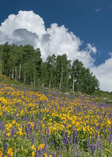 Crested Butte Flower Hill Photography Art | Kirk Fry Photography, LLC