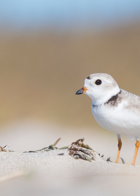 Adult Piping Plover