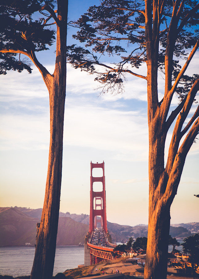 Golden Gate bridge framed by trees