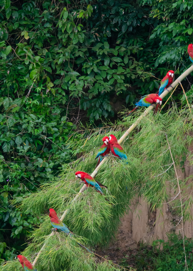 Rare and Amazing Flock of Macaws Prints