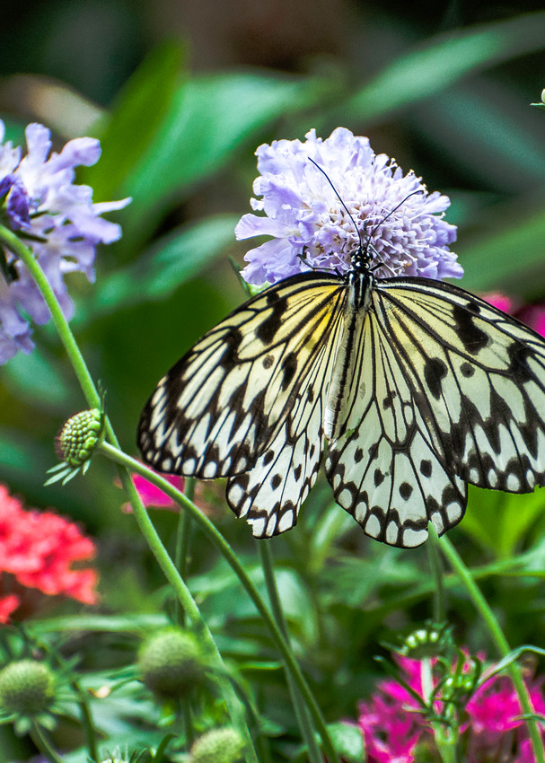 White-Butterfly-in-Garden